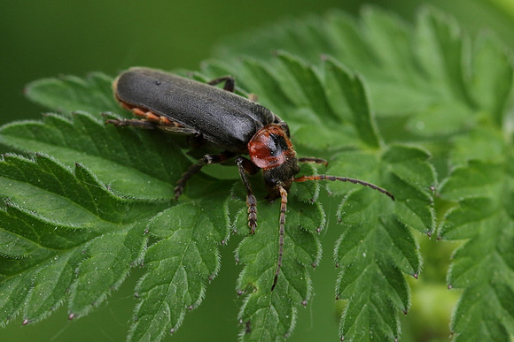 Soldier Beetle 8