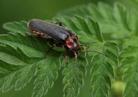 soldier Beetle 8a