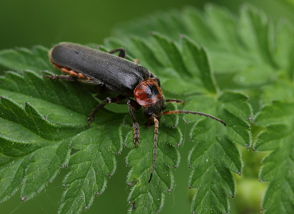 Soldier Beetle 8b