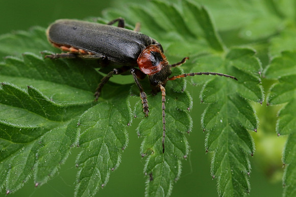 Soldier Beetle 9