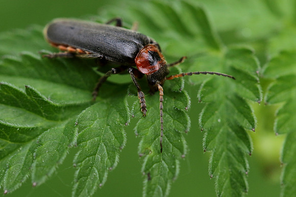 Soldier Beetle 10