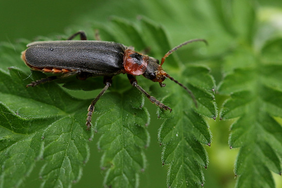 Soldier Beetle 11