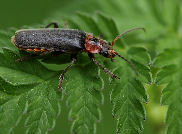 Soldier Beetle 11a