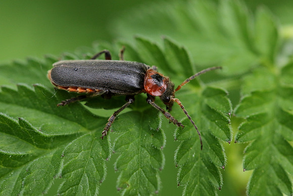 Soldier Beetle 12