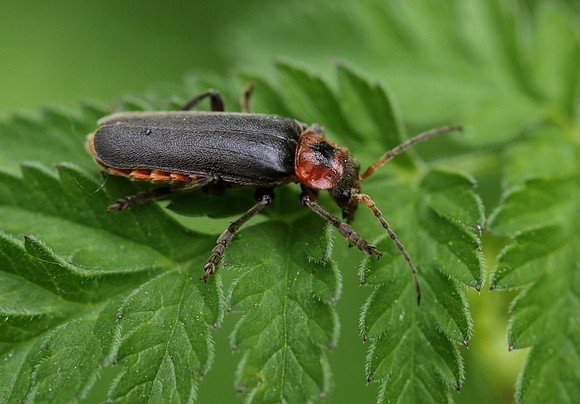 Soldier Beetle 12a