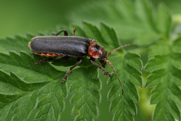 Soldier Beetle 13