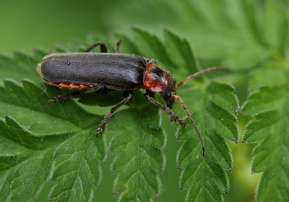 Soldier Beetle 13a