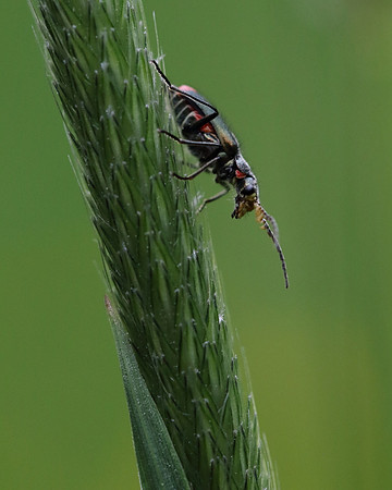 Soldier Beetle 14
