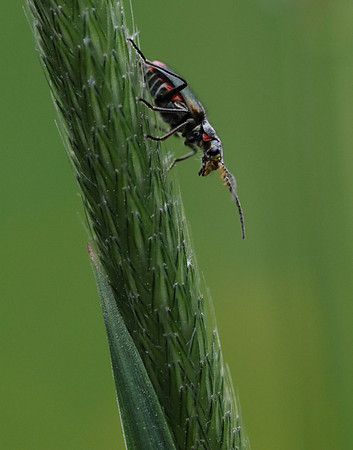Soldier Beetle 15