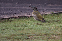 Green Woodpecker (Juvenile)
