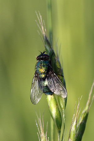 Green Bottle 2a