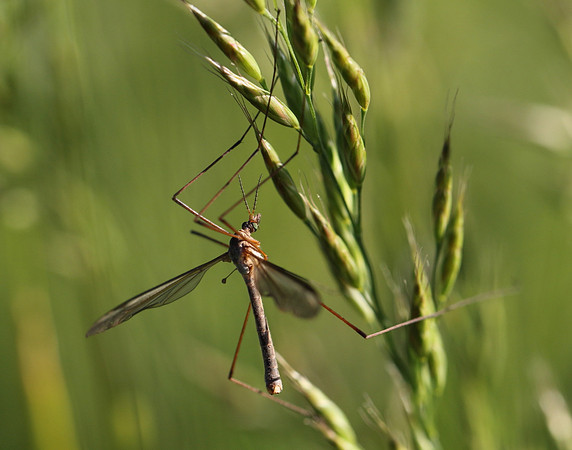 Crane Fly #1