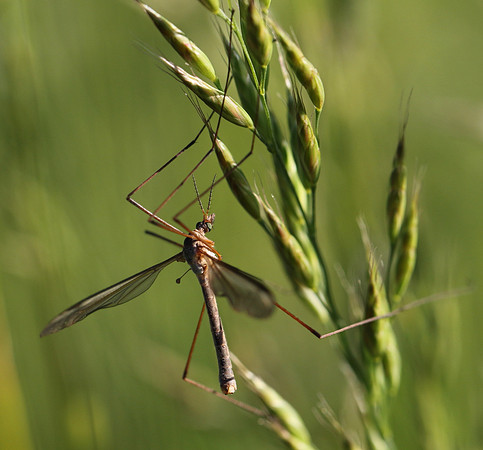 Crane Fly #1a