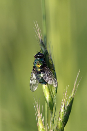 Green Bottle 2