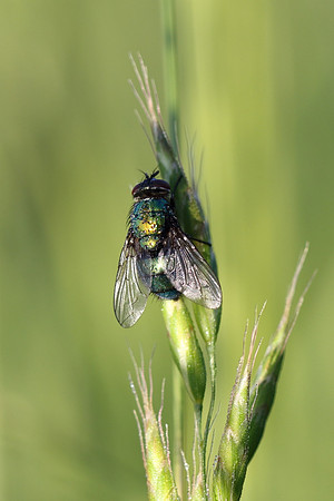 Green Bottle 1