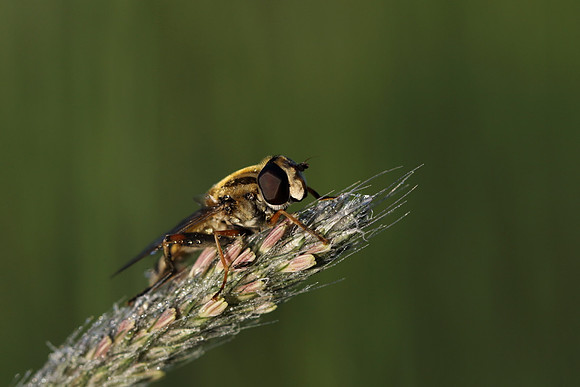 Sun Fly 1