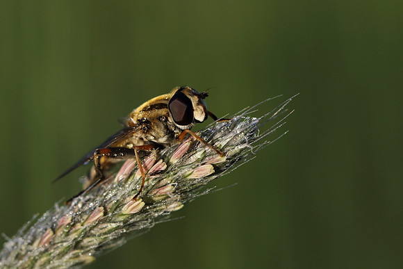Sun Fly 1a