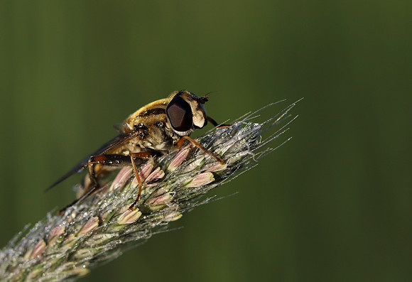 Sun Fly 1b