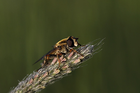 Sun Fly 2