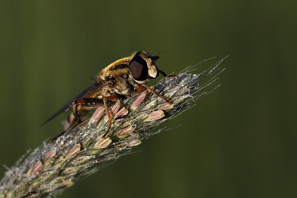 Sun Fly 2a