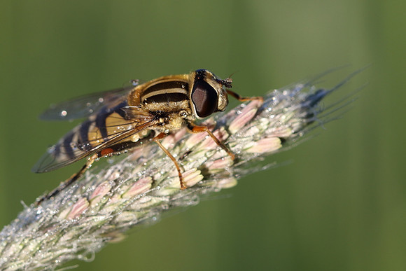 Sun Fly 3