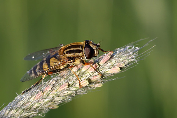 Sun Fly 4