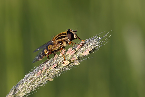 Sun Fly 5