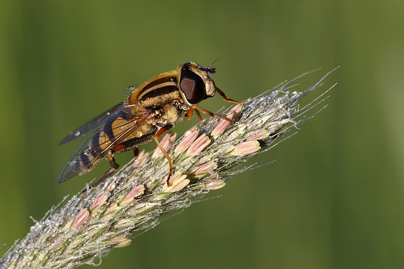 Sun Fly 5a