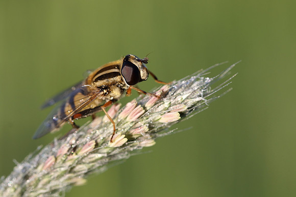 Sun Fly 6