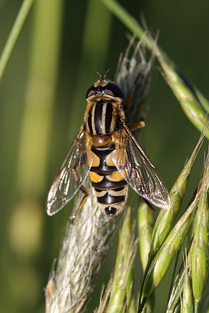 Sun Fly 7