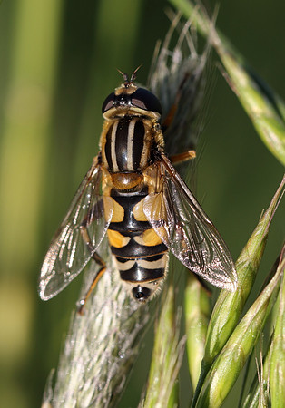 Sun Fly 7a