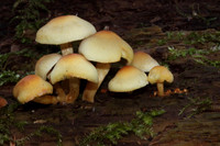 Sulphur Tufts