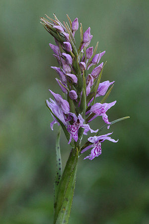 Common Spotted Orchid #2