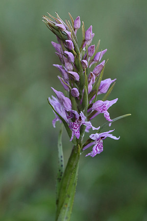 Common Spotted Orchid #1