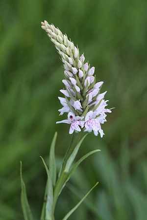 Common Spotted Orchid #4
