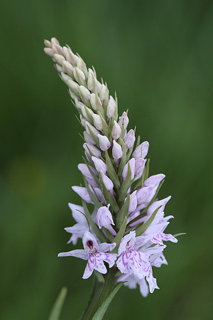 Common Spotted Orchid #5