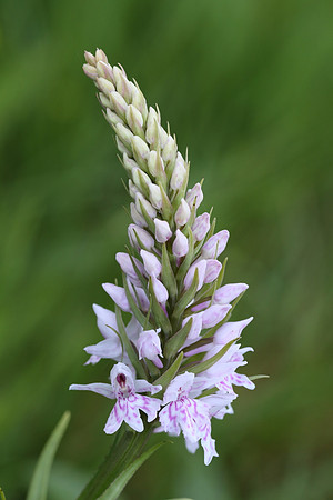 Common Spotted Orchid #3