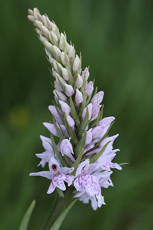 Common Spotted Orchid #6