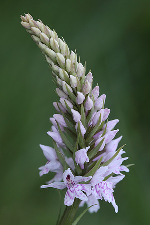 Common Spotted Orchid #7