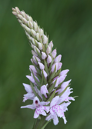 Common Spotted Orchid #8