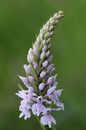 Common Spotted Orchid #9