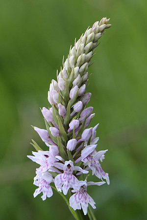 Common Spotted Orchid #10