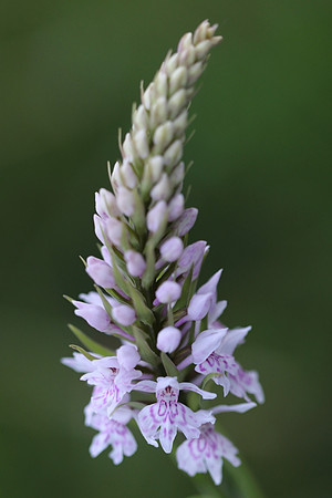 Common Spotted Orchid #11