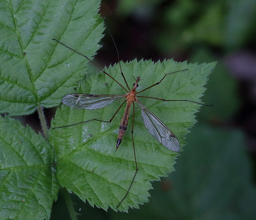 Crane Fly #3