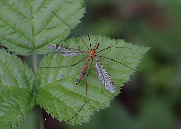 Crane Fly #1