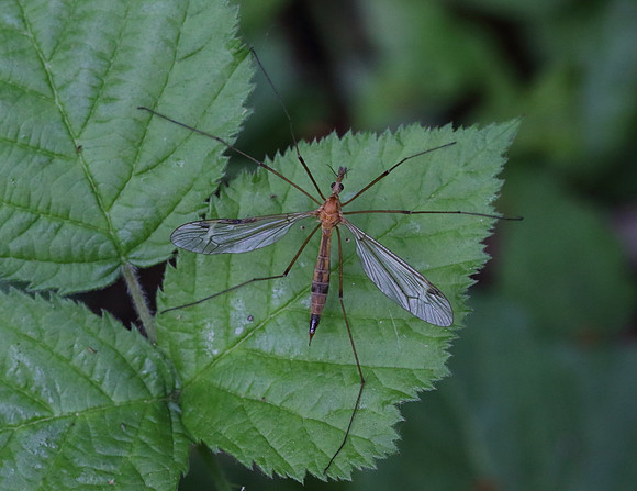 Crane Fly #2