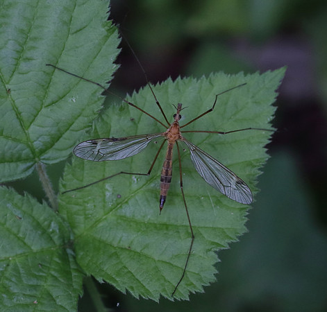 Crane Fly #4