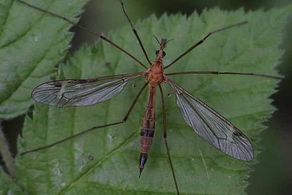 Crane Fly #5