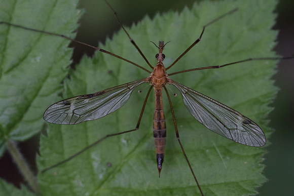 Crane Fly #6
