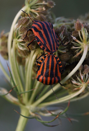 Italian Striped Bugs